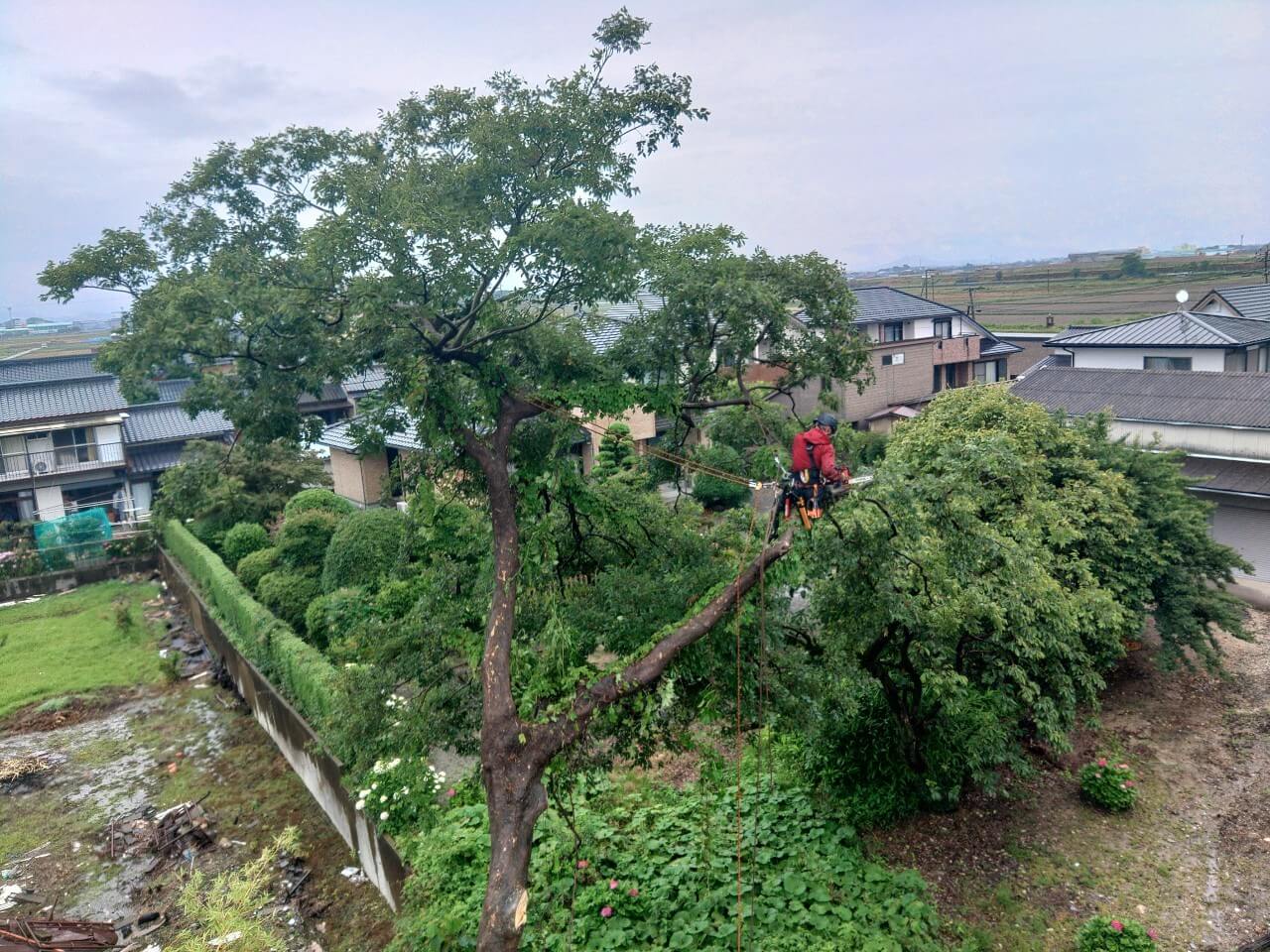 ミーティングを行った後それぞれ木に登り込んで作業を進めます。こちらは榎を担当するスタッフ杉山